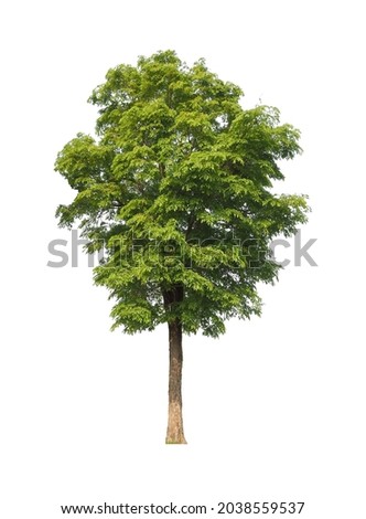 Tree isolated a on white background