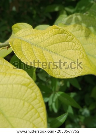 Beautiful Yellowish Green Leaves Closeup Picture