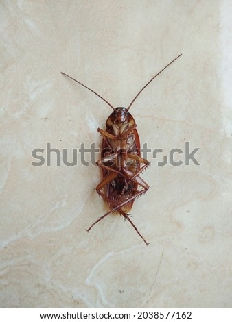 close up of cockroach on the  floor