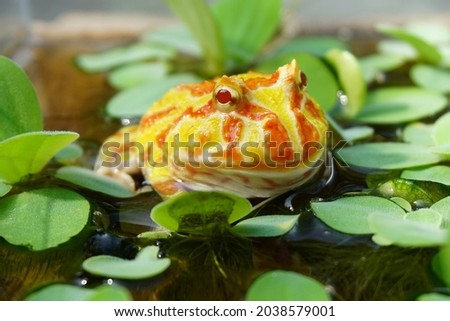 Cute baby Amazonian Horned Frog in the nature ,Fat Yellow horned frog                               