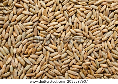 Background from dry grains of winter rye, top view. Rye grain texture. Winter rye seeds, top view, close-up. Rye seeds close-up, top view, texture. Background from grains of wheat. Royalty-Free Stock Photo #2038597637