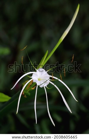 White persimmon flower​ beautiful​ outstanding​ flowers It's​ a beautiful picture of​ nature​
