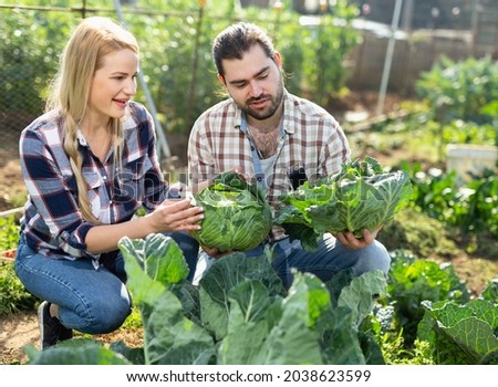 Couple of young gardeners picking fresh cabbage in sunny garden outdoor