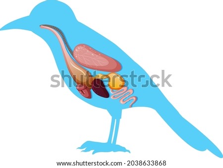 Internal anatomy of bird with organs illustration