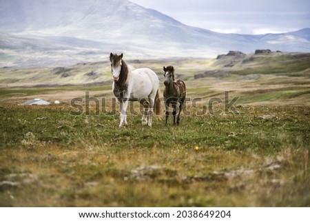 White and brown Iceland horses on green pasture in the mountains with brown young horse foal