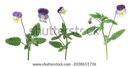 Pressed and dried flower pansies or violet, isolated on white background. For use in scrapbooking, floristry or herbarium.