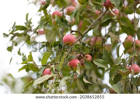 ripe red apples on apple trees in the garden