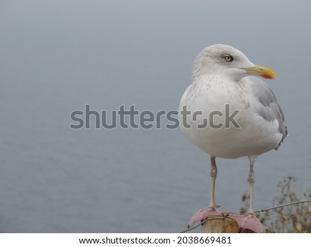 a seagull sitting on a wooden pole