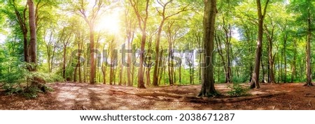 Fantastically beautiful forest in summer with large trees and autumn leaves in the light of the sun Royalty-Free Stock Photo #2038671287