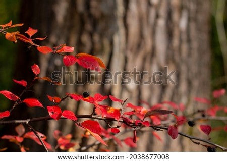  Autumn branch with bright red leaves on background of bark of trunk of large tree. Shiny cotoneaster. Topic - beauty of nature in autumn, indian summer .