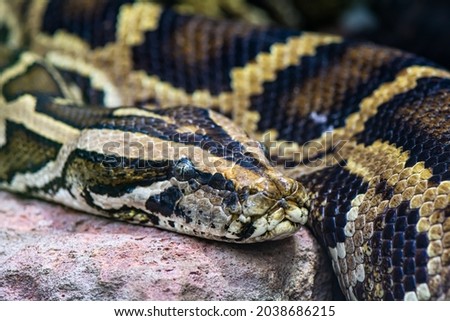 Close-up photo of the snake at the zoo