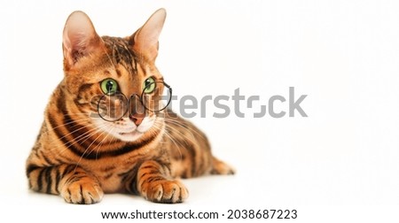 Beautiful cute red bengal cat wearing eye glasses on white background, isolated.Pet bad eyesight. Close-up.Copy space for text. Royalty-Free Stock Photo #2038687223