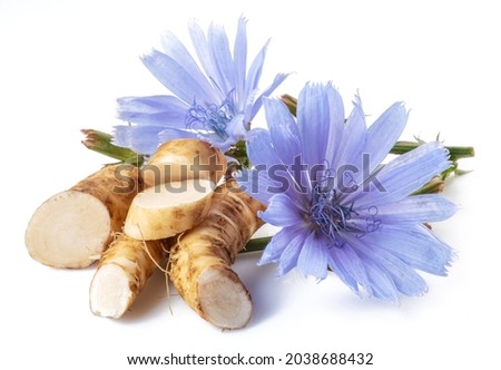 Chicory flowers and roots close up on the white background. Royalty-Free Stock Photo #2038688432