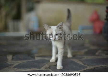 White kitten walking on concrete