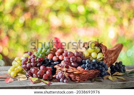Bunches of grapes on old wooden table and blurred colorful autumn background. Variety of ripe colorful grapes as the symbol of autumn cornucopia or abundance.