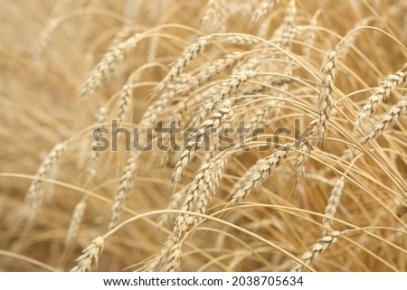 Ears Of Ripe Barley Growing On A Farm Field. backdrop of ripening ears of yellow wheat field on sunset sky background. setting sun rays on horizon in rural meadow. nature photo Idea of a rich harvest