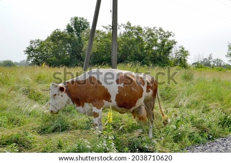 Photography on theme beautiful big milk cow grazes on green meadow under blue sky. Photo consisting of milk cow with long tail eat straw on meadow. Milk cow in grass meadow for tasty white liquid.