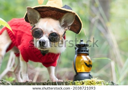 A chihuahua dog in black glasses and a red sweater walks through the forest on Halloween.	