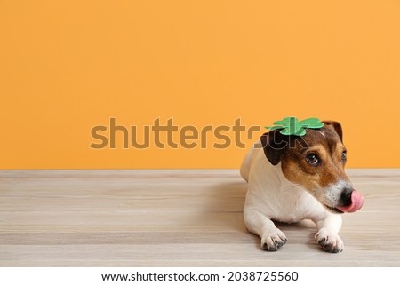Cute dog with clover leaf near color wall. St. Patrick's Day celebration