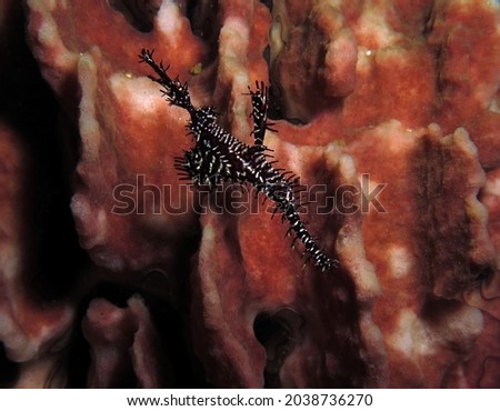 A Ornate ghost pipefish Boracay Philippines                               