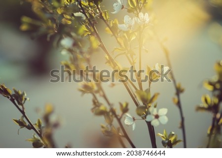 branches with blossoms lit by sun rays. 
