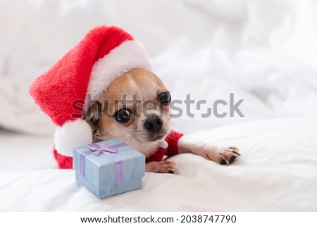 A small chihuahua dog lies on a white bed in a red sweater and Santa Claus hat on New Years Eve. Dressed up puppy for Christmas ready to make a present.	