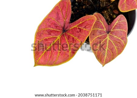 Caladium.
Fresh Red Leaves Green Veins of Caladium Tropical Plant Isolated on White Background. selective focus.