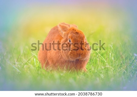 Little Easter bunny on a green field	
