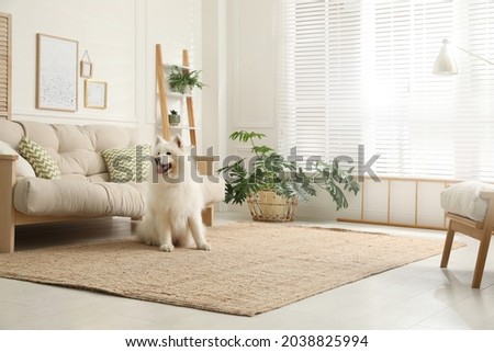 Adorable Samoyed dog in modern living room Royalty-Free Stock Photo #2038825994