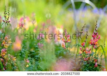 Flowers of all colours in a field