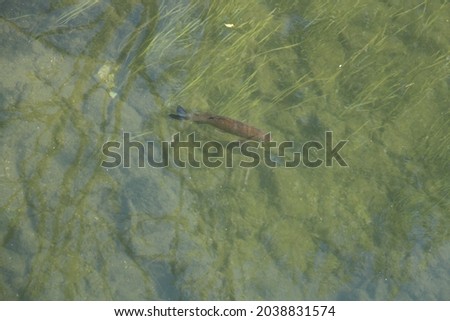 a fish under the water