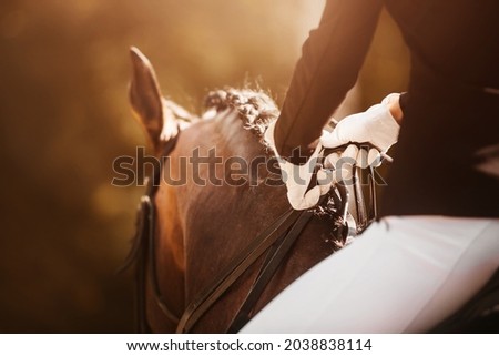 A rider with white gloves on his hands sits astride a bay horse with a braided mane, holding the bridle rein, illuminated by sunlight. Equestrian sports. Horse riding. Royalty-Free Stock Photo #2038838114