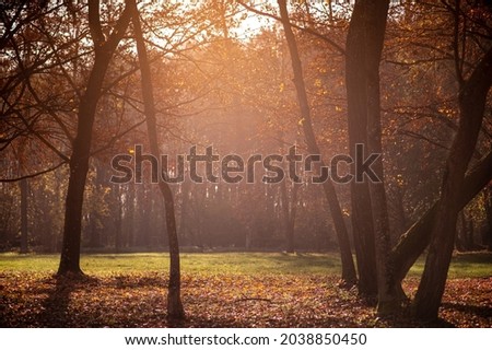 Autumn picture. Nature. Autumn trees with fallen leaves in the sun's rays.