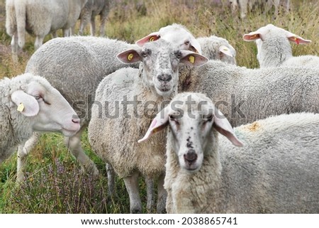 flock of sheep on a pasture