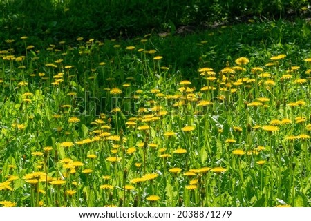 Taraxum dandelion, used as a medicinal plant. round balls of silvery crested fruit that run upwind. These balls are called "balls" or "clocks" in both British and American English. Royalty-Free Stock Photo #2038871279