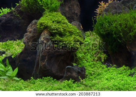 A green beautiful planted tropical freshwater aquarium