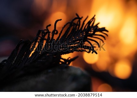 silhouette of a feather-like fern against a background of fire