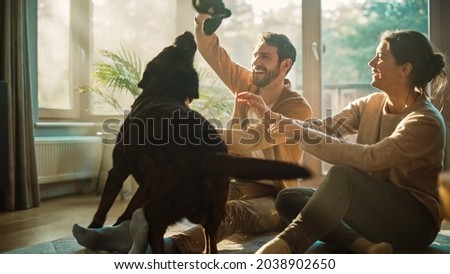 At Home: Happy Couple Play with Their Dog, Gorgeous Brown Labrador Retriever. Boyfriend and Girlfriend Tease, Pet and Scratch Super Happy Doggy, Have Fun in the Stylish Living Room Royalty-Free Stock Photo #2038902650