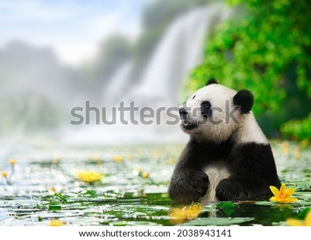 Panda enjoys bathing in a river with waterfall background.