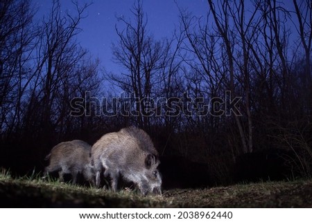 Wild boars in the night with starry sky