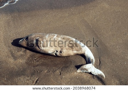 A dead dolphin is washed ashore by the sea waves.. Azov dolphin (Phocoena phocoena relicta). Marine mammals increasingly dying from water pollution and after fishery, by-catch. Kerch Strait Royalty-Free Stock Photo #2038968074