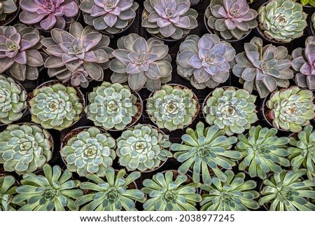 Many Succulent Echeveria flowers background, top view. Different varieties of Green Echeveria Succulent plants on the store counter. Trendy Indoors Plants in sale