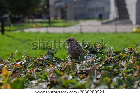 Furry sparrow on bush in big city. Birds in city.