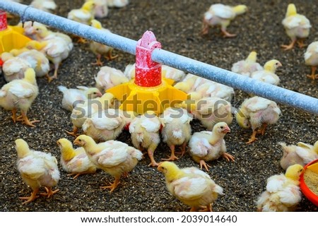 View of baby chicken in big poultry farm. Little birds eating grain from the special feeder. Agricultural business concept