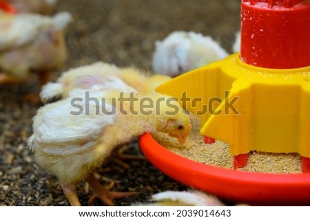 Breeding poultry. Yellow chicks eating compound feed from special feeders. Food production industry. Close-up