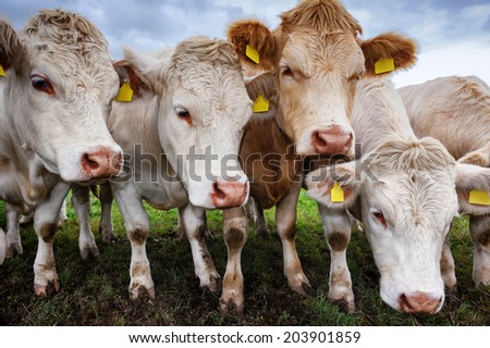 Herd of young calves looking at camera 