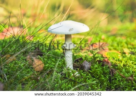 Deadly poisonous mushroom (Amanita virosa Bertill) or (Amanita verna). A dangerous toxic white toadstool grows on green moss in the forest. Royalty-Free Stock Photo #2039045342