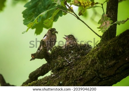 common chaffinch (Fringilla coelebs) female feeding her young in a nest in a tree Royalty-Free Stock Photo #2039046200