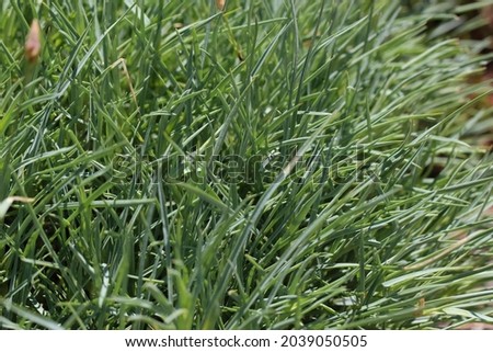 Close-up (macro shoot) of green garden grass as a natural background or texture