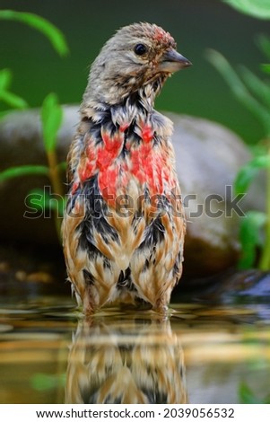 Linnet, Carduelis cannabina, male in the water of a bird watering hole. He's careful. Moravia. Europe. 